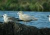 Glaucous Gull at Paglesham Lagoon (Steve Arlow) (61474 bytes)